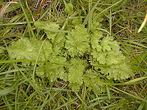 Ragwort Rosette Stage