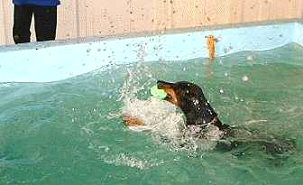 Doberman Swimming