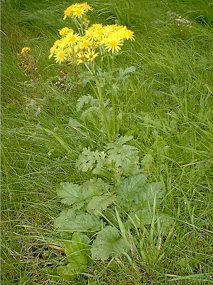 Ragwort Stem and Flower stage